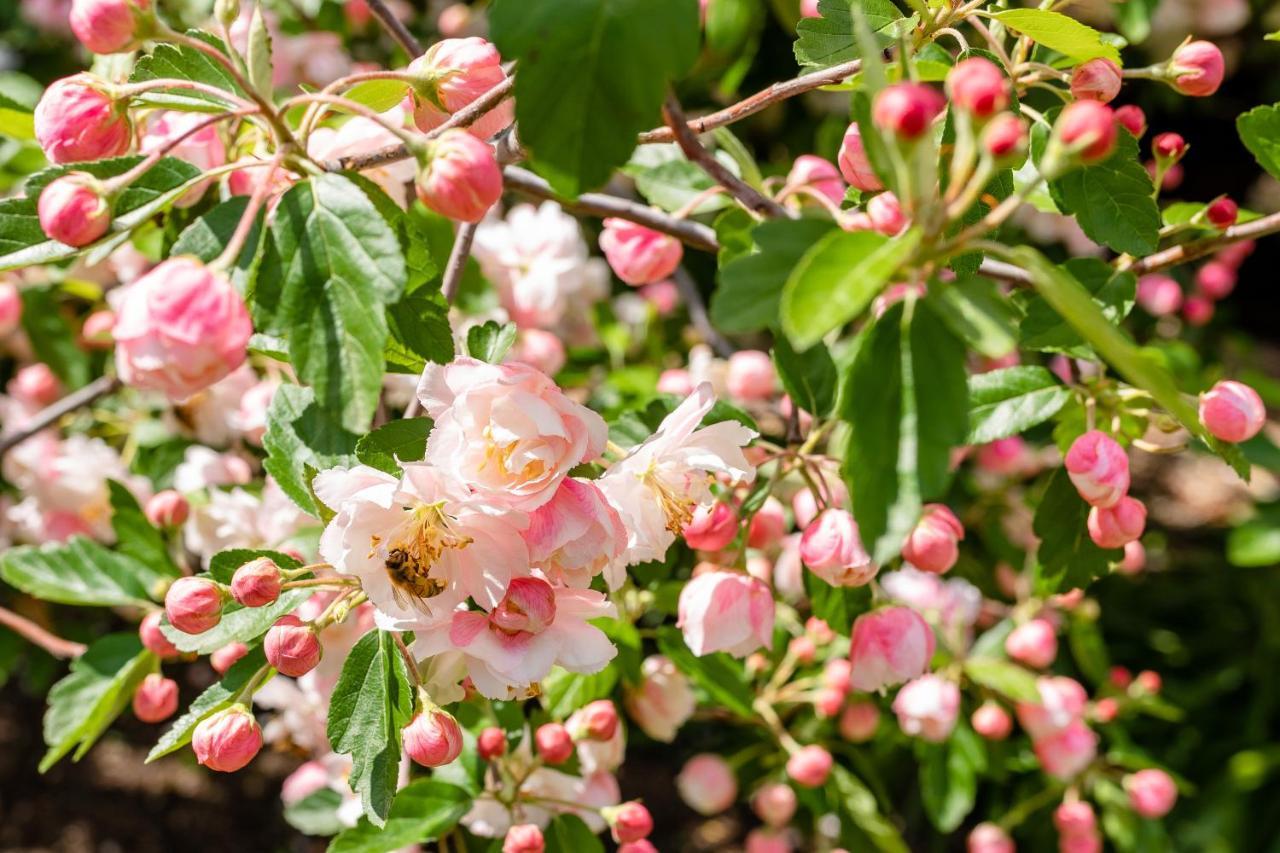 Apple Blossom Cottage Stanthorpe Eksteriør bilde